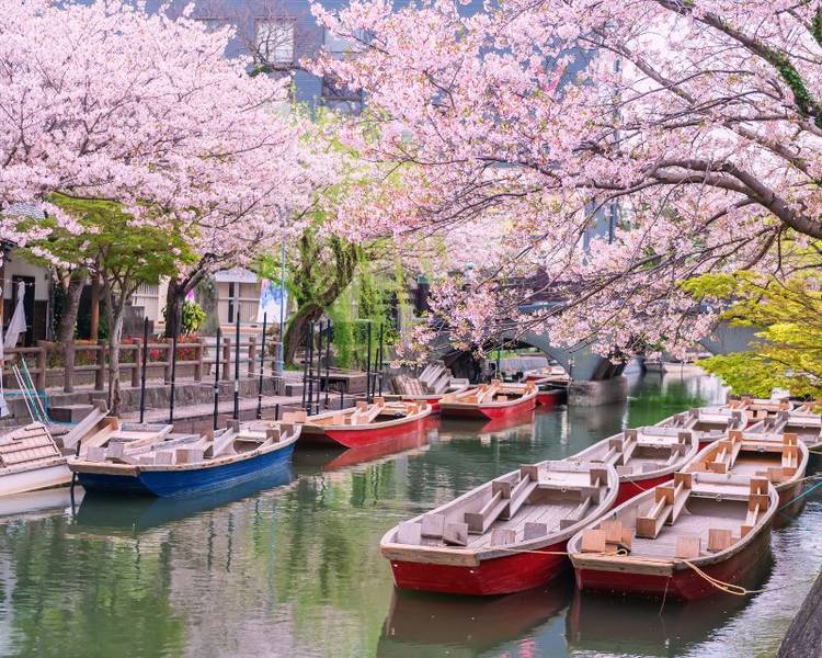 Vào mùa xuân, khắp Kyushu như được nhuộm hồng bởi hoa anh đào nở rộ