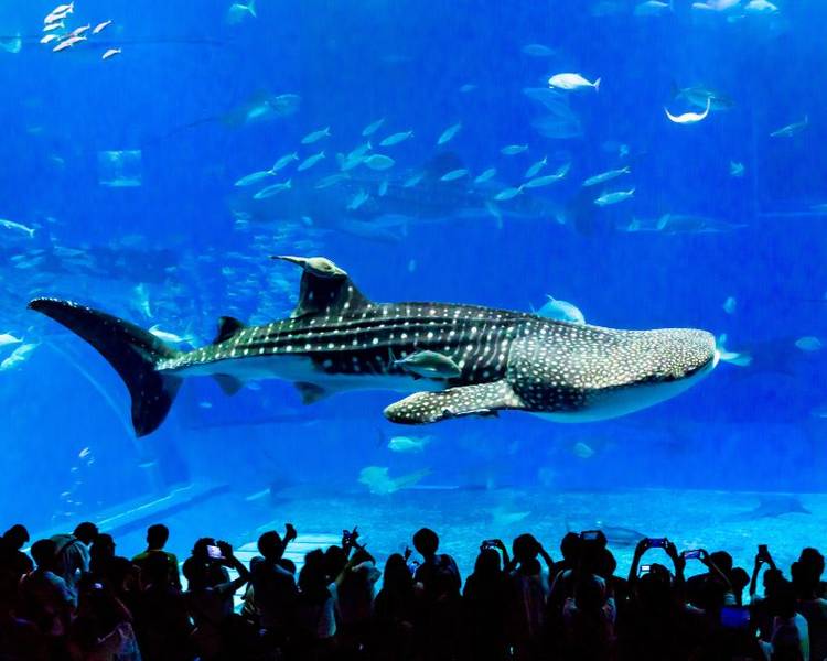 Khu thủy cung được thiết kế hiện đại với bể kính khổng lồ cao đến 7 mét, mô phỏng môi trường sống tự nhiên của sinh vật biển