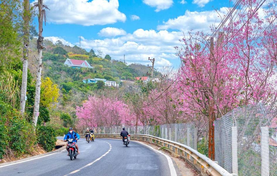 Hoa anh đào nở rộ trong buổi sáng mùa xuân tươi đẹp tại Đà Lạt. 