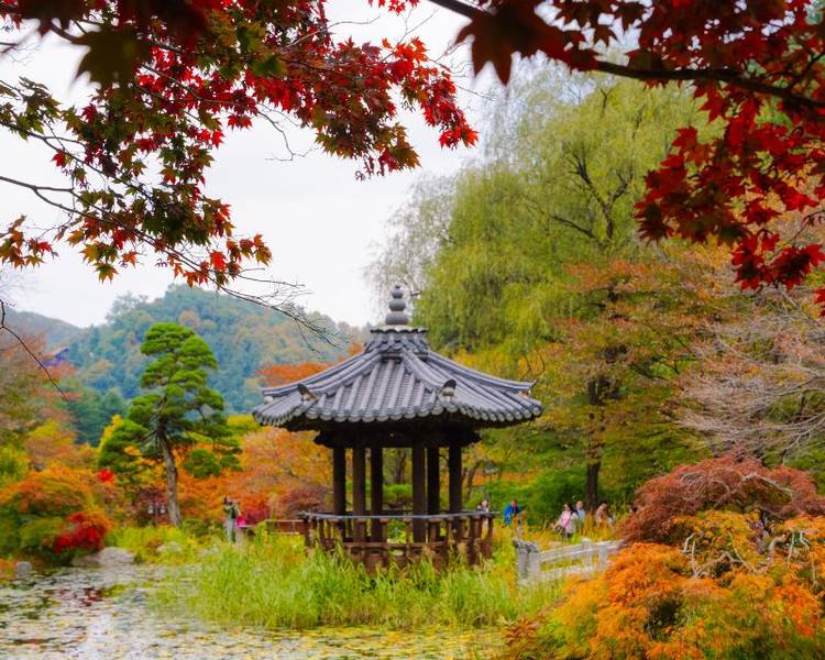 Vào mùa thu, Garden of Morning Calm rực rỡ sắc vàng đỏ của lá phong.