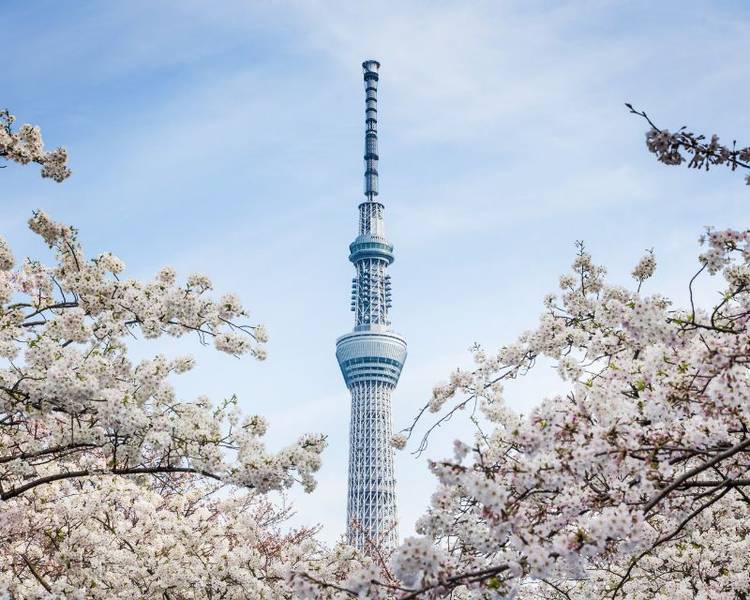 Tokyo Skytree là tháp truyền hình cao nhất thế giới với độ cao 634m.