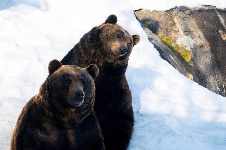 Du khách tham quan vườn thú được ngắm nhìn những chú gấu nâu ở cự ly cực gần.