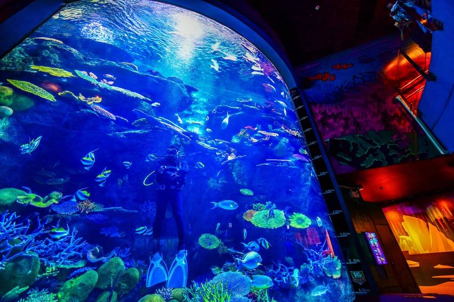 SEA LIFE Bangkok Ocean World là điểm đến lý tưởng cho những ai yêu thế giới đại dương. 