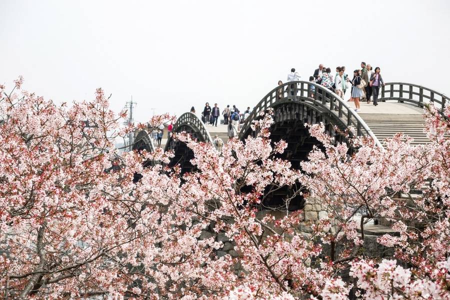 Mùa xuân là thời điểm lý tưởng để đi du lịch Yamaguchi. 