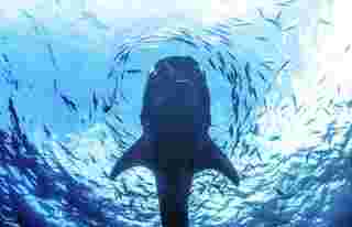 Things to Do in Sorsogon: Whale Sharks, Hot Springs & Nature Escapes, Sorsogon travel guide, Global Traveller