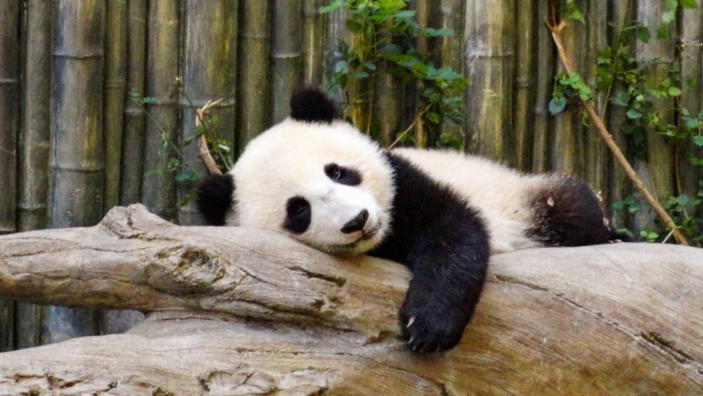 Panda in Chengdu, China