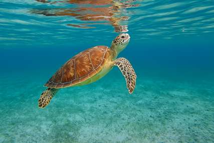 停泊岛浮潜指南最佳季节与热门浮潜海域推荐, Traveloka MY