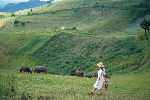 เชียงใหม่ กรุงเทพ