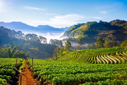 ร้านอาหาร เชียงใหม่