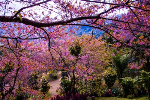 ที่เที่ยวเชียงใหม่ 2025