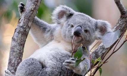 Plan your day at Currumbin Wildlife Sanctuary, Elise Wright