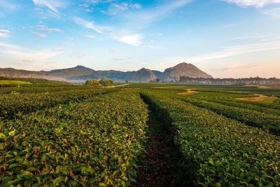 Cao nguyên Nihondaira nổi tiếng với những đồi chè xanh mát. 