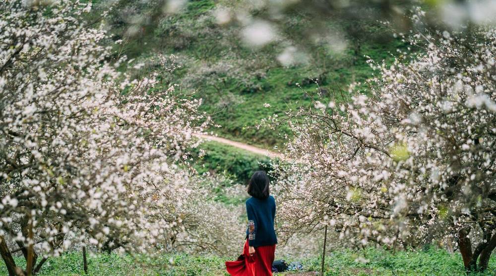 Mùa hoa mận trắng tại Mộc Châu. 