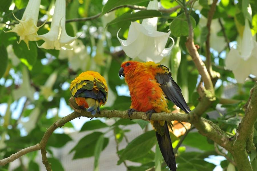 Vườn chim và hoa Kakegawa Kachouen độc đáo ở Kakegawa. 