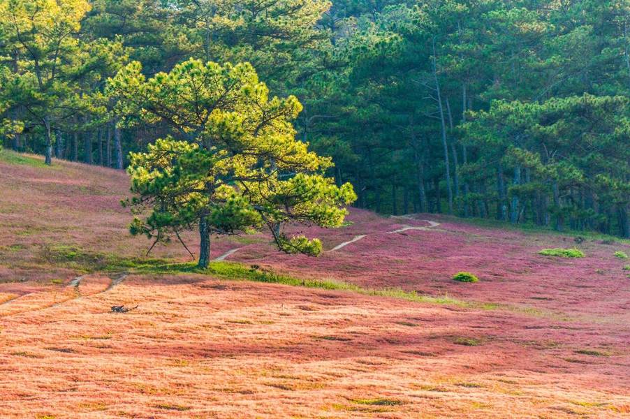 Cả vùng đồi cỏ Măng Lin phủ màu hồng rực dịp cuối năm. 