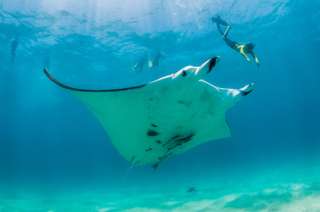 Komodo Diving Guide, Best Dive Sites & Tips for 2025, SEO Accom (Global)