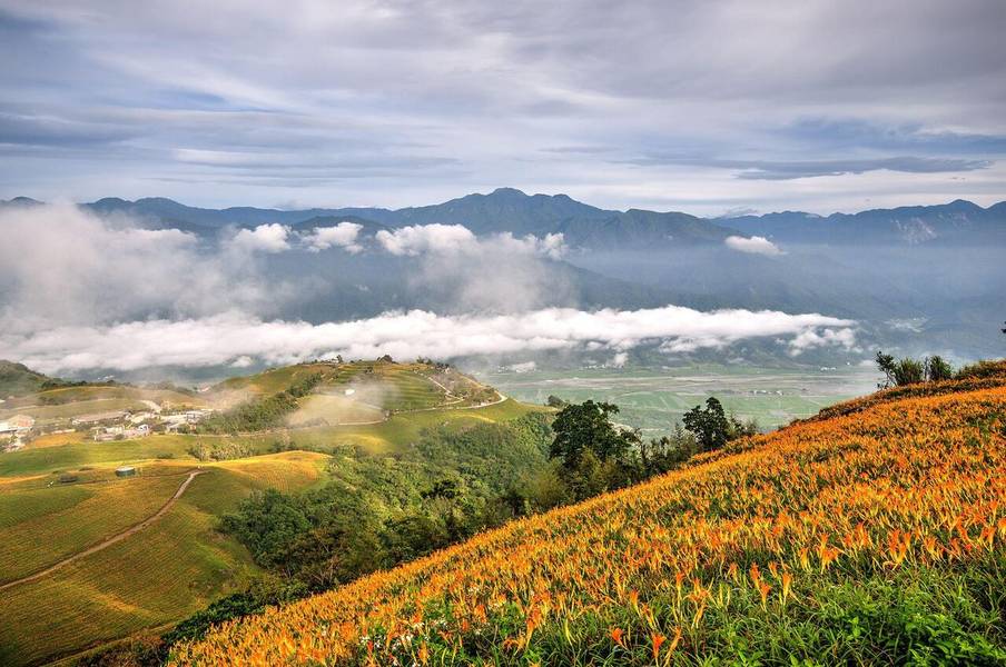 Hoa huệ phủ vàng cả ngọn núi Lục Thập Thạch. 