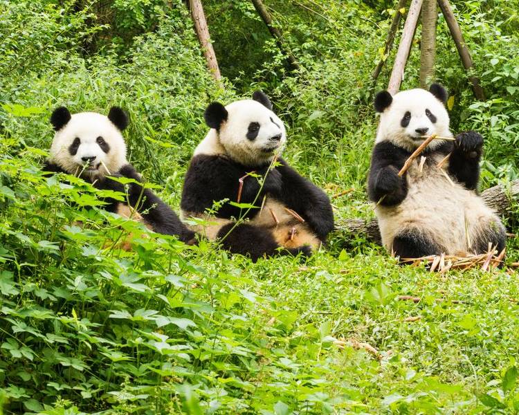 Trung tâm nghiên cứu và nhân giống gấu trúc là một địa điểm thú vị để bạn có thể ngắm nhìn những chú gấu đáng yêu.