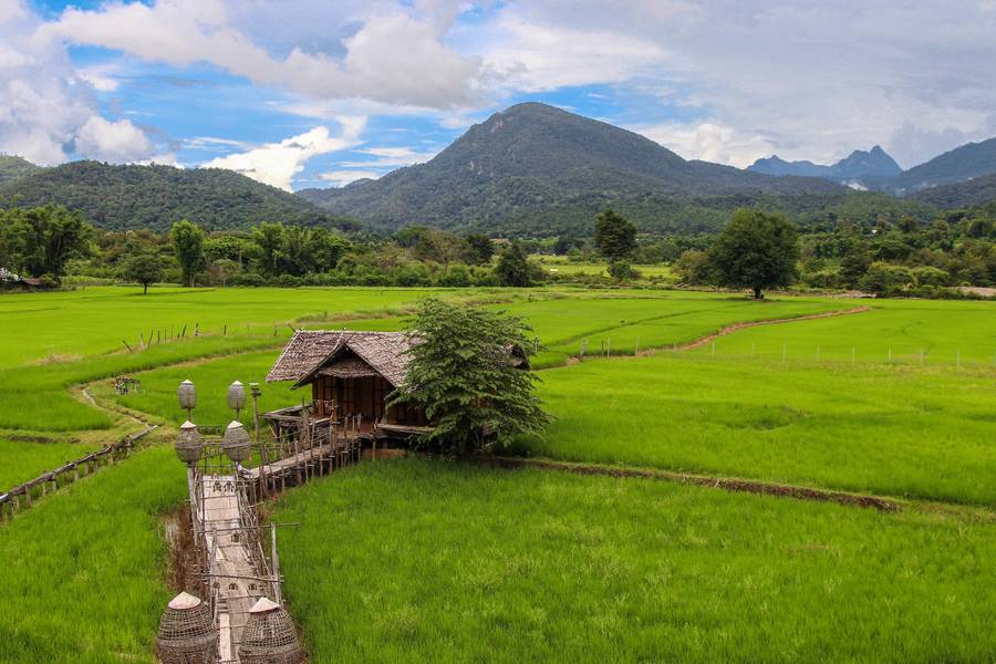Rice Field Mueng Kong