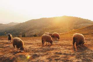 Nueva Ecija Tour Guide: Cultural Sites & Farm Experiences
, Global Traveller