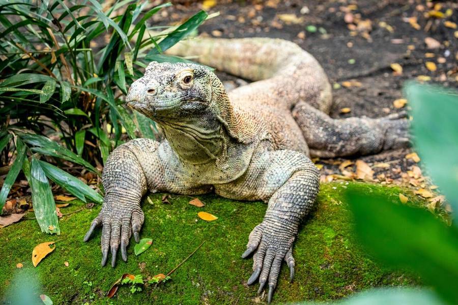 Rồng Komodo trong môi trường sống tự nhiên tại công viên Quốc gia Komodo.