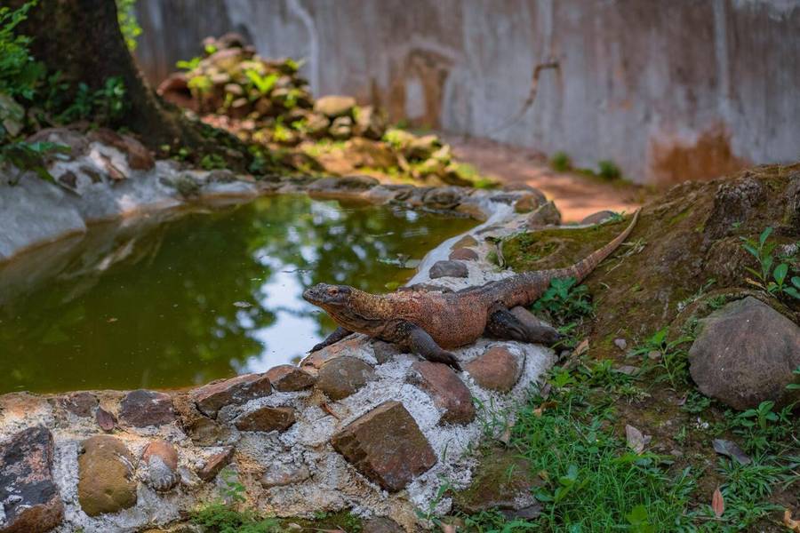 Mùa khô là thời điểm lý tưởng để khám phá Công viên Quốc Gia Komodo. 