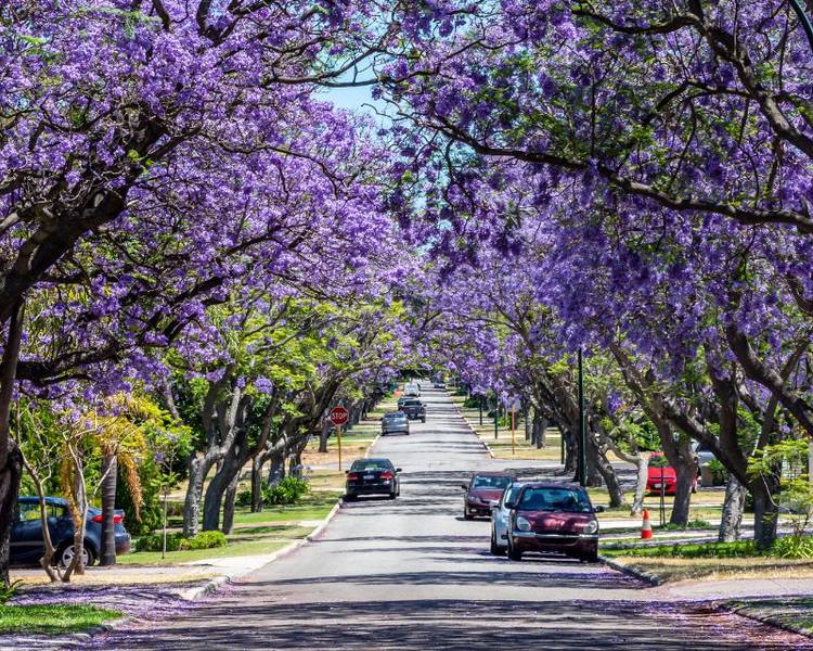 Những con đường ở Perth tràn ngập trong sắc tím của Jacaranda.