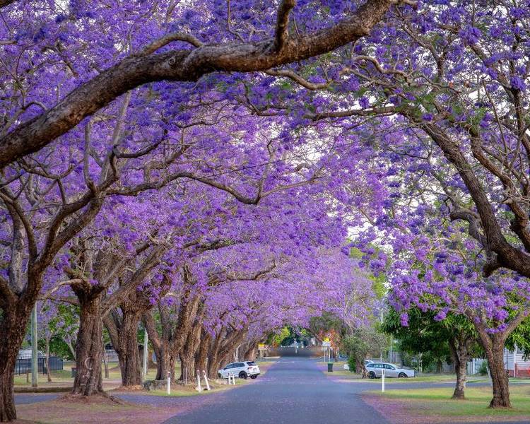 Các đại lộ ở Grafton được phủ đầy sắc tím của Jacaranda.