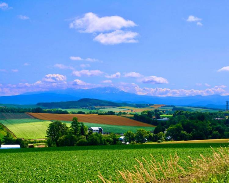 Thị trấn Biei Nhật Bản với khung cảnh yên bình, xanh mát.