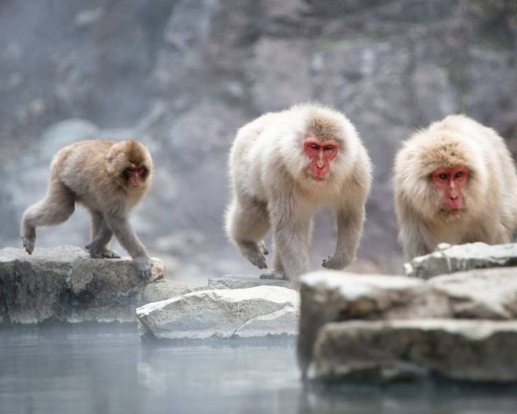 Jigokudani Yaen Koen nổi tiếng với những chú khỉ tuyết.