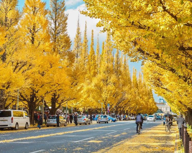Khi tham gia tour Nhật Bản tháng 11, bạn sẽ chiêm ngưỡng Tokyo trong màu áo vàng rực của sắc thu.