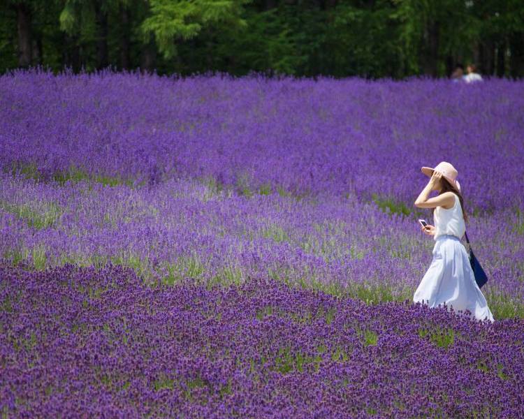 Trang trại Tomita ở Furano ngập tràn sắc tím của hoa Lavender.
