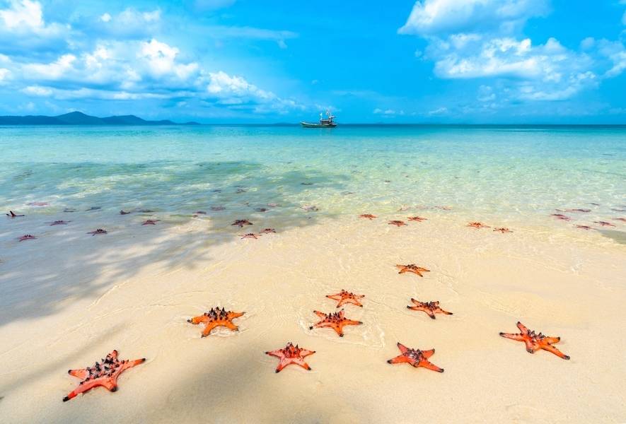Sao biển rực rỡ bên bờ biển Rạch Vẹm. 