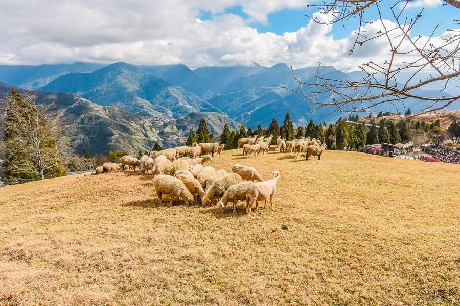 Nông trại Cingjing Farm gây ấn tượng với du khách nhờ không gian cổ tích mộng mơ. 