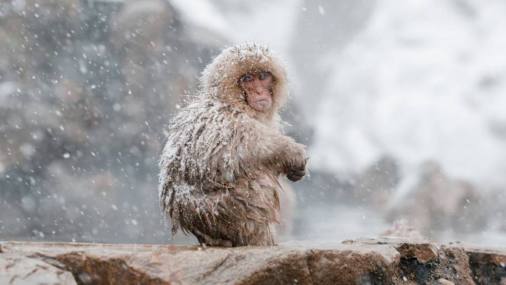 A snow monkey in Nagano, Japan