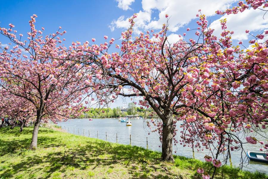 พักผ่อนที่สวนสาธารณะอุเอโนะ (Ueno Park)