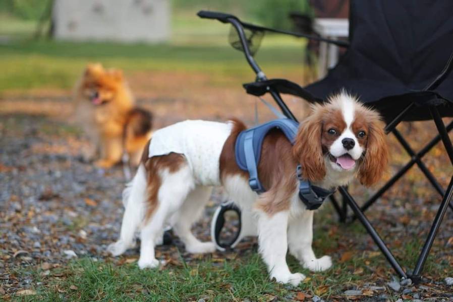 Auntie's Garden cafe & restaurant