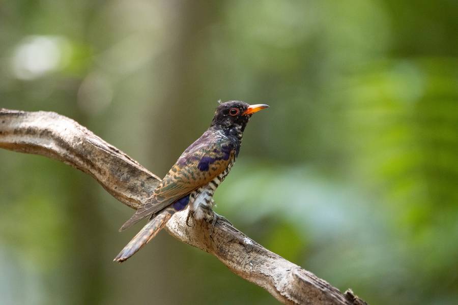 เขตห้ามล่าสัตว์ป่าถ้ำผาท่าพล