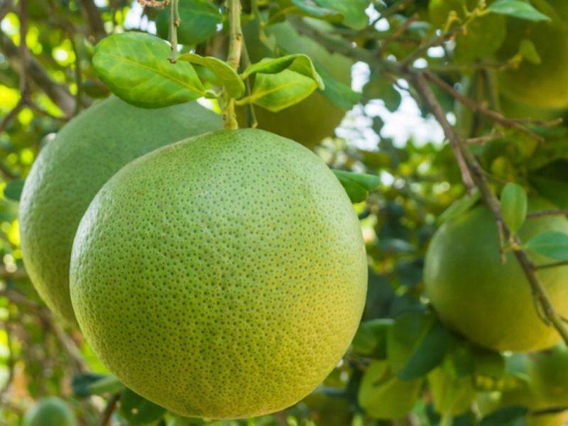 Bưởi Năm Roi từ lâu đã trở thành một trong những đặc sản Vĩnh Long nổi bật