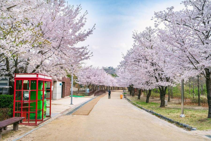 Seoul Forest là địa điểm lý tưởng để ngắm hoa anh đào. 