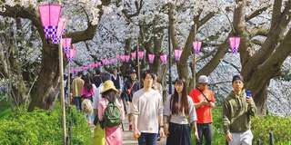 Yoshino, Nara: Vùng đất hoa anh đào của Nhật Bản, Traveloka VN