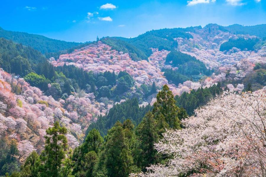 Biển hoa anh đào rực rỡ bao phủ khắp Yoshino