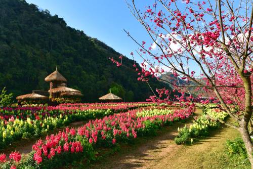 ดอยอ่างขาง เชียงใหม่