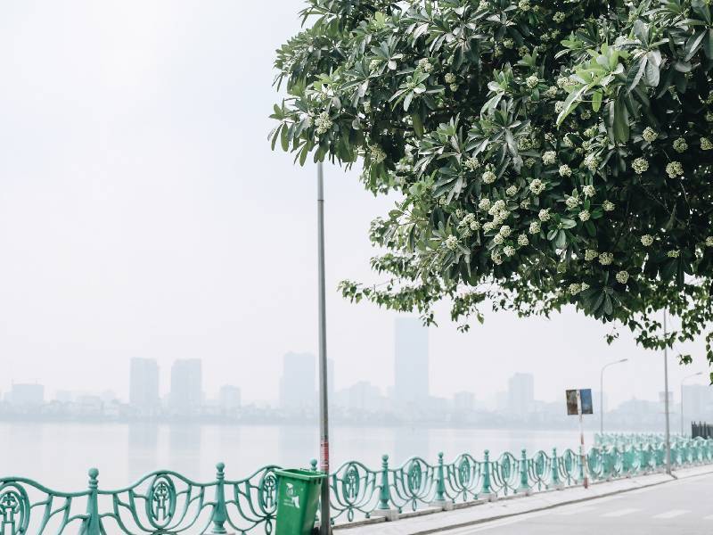 hoa sữa Hà Nội quanh Hồ Tây