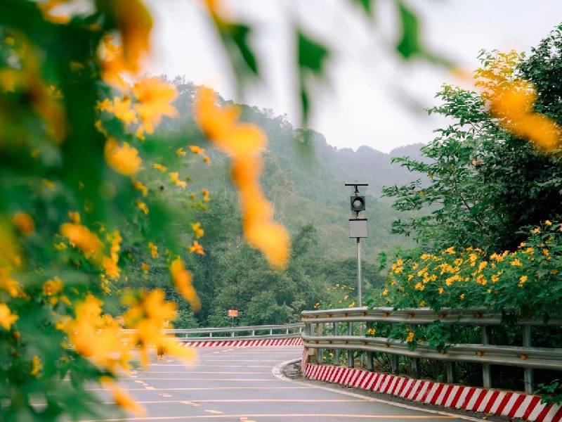 Hoa Dã Quỳ Hà Nội Ba Vì