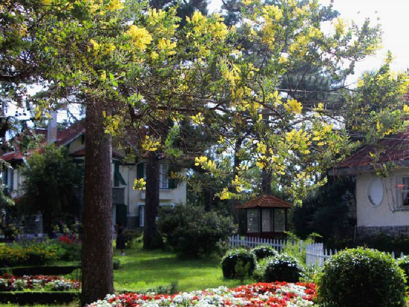 ngam hoa mimosa da lat