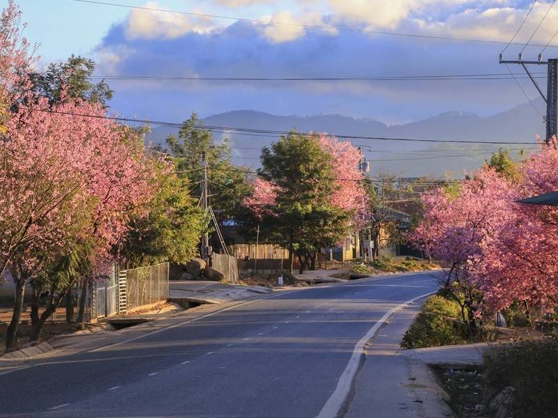 Hoa Mai Anh Đào Đà Lạt