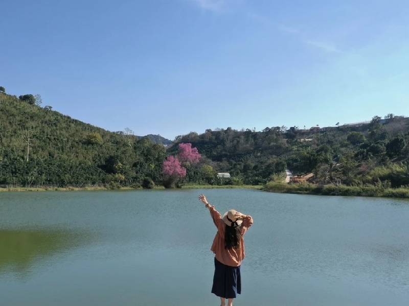 Hoa Mai Anh Đào Đà Lạt Hồ Xuân Hương