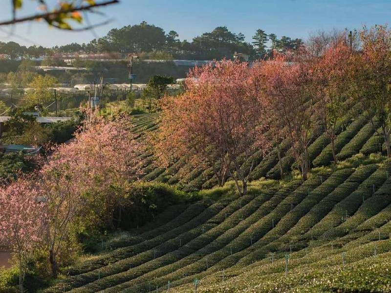 Hoa Mai Anh Đào Đà Lạt Đồi chè Cầu Đất