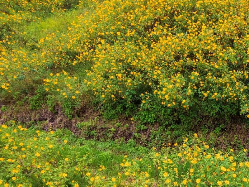 Hoa Dã Quỳ Đà Lạt trên Tu Tra